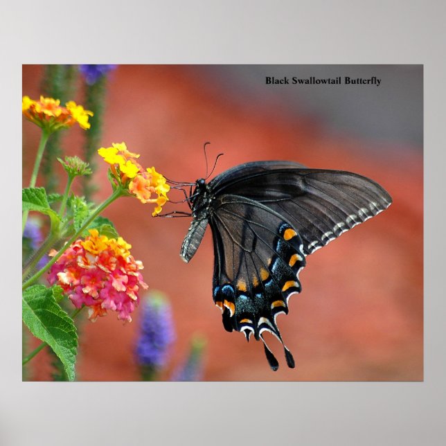 Black Frack Butterfly Poster (Vorne)