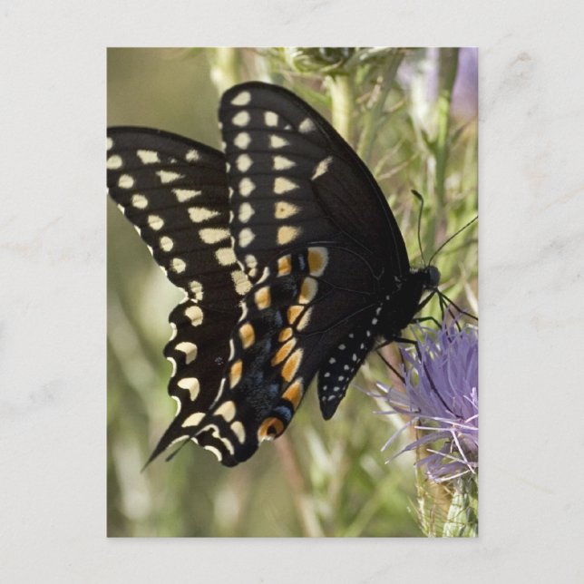 Black Frack Butterfly Postkarte (Vorderseite)