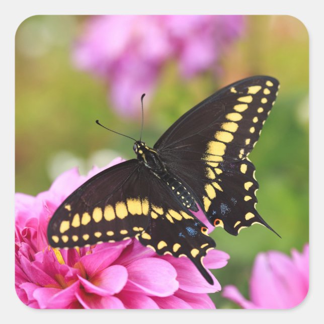 Black Frack Butterfly Quadratischer Aufkleber (Vorderseite)
