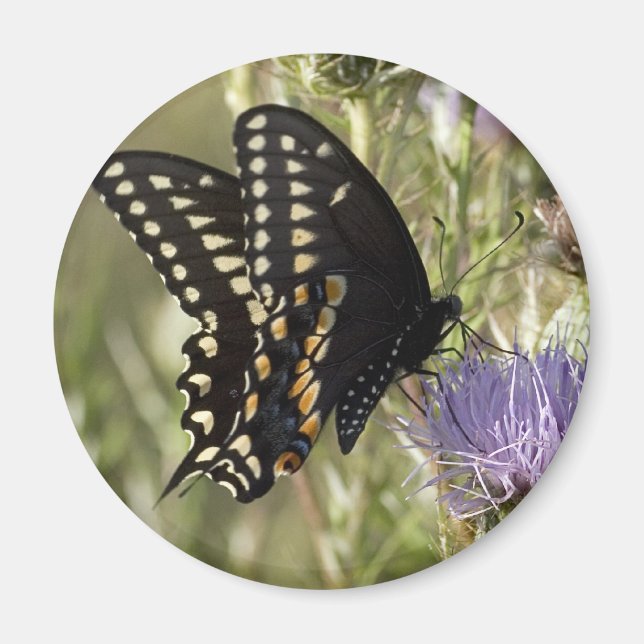 Black Frack Butterfly Round Magnet (Vorne)