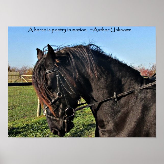 Black Friesian Horse famous horse quote poster (Vorne)
