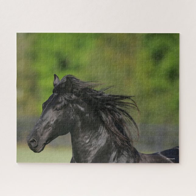 Black Friesian Horse Stallion Headshot (Horizontal)