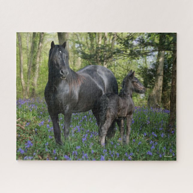 Black Friesian Mare and Foal in Bluebells (Horizontal)