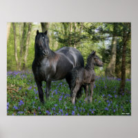 Black Friesian Mare and Foal in Bluebells