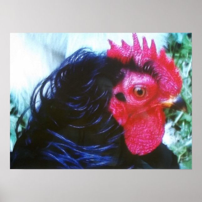 Black Frizzle (Bugsy) Poster (Vorne)