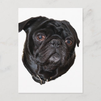 Black Funny Mops Postkarte