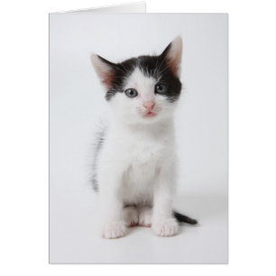 Black Gepunktet Kitten