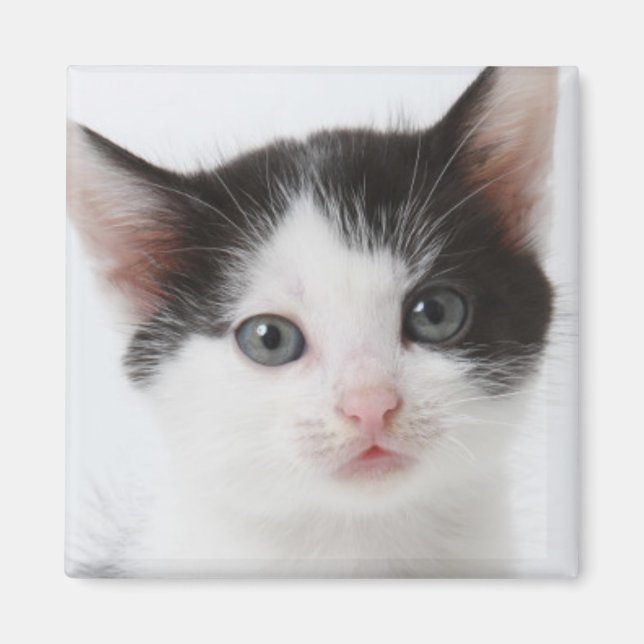 Black Gepunktet Kitten Magnet (Vorne)