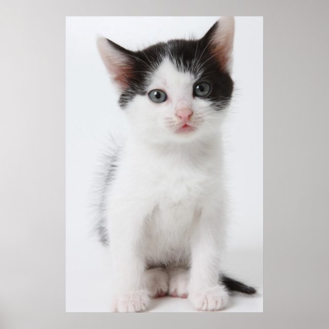 Black Gepunktet Kitten Poster (Vorne)