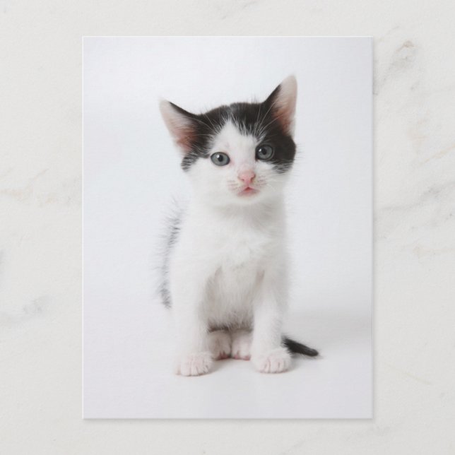 Black Gepunktet Kitten Postkarte (Vorderseite)