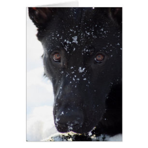 Black German Shepherd