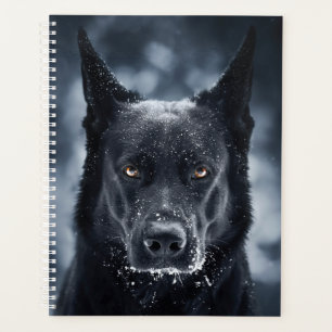 Black German Shepherd