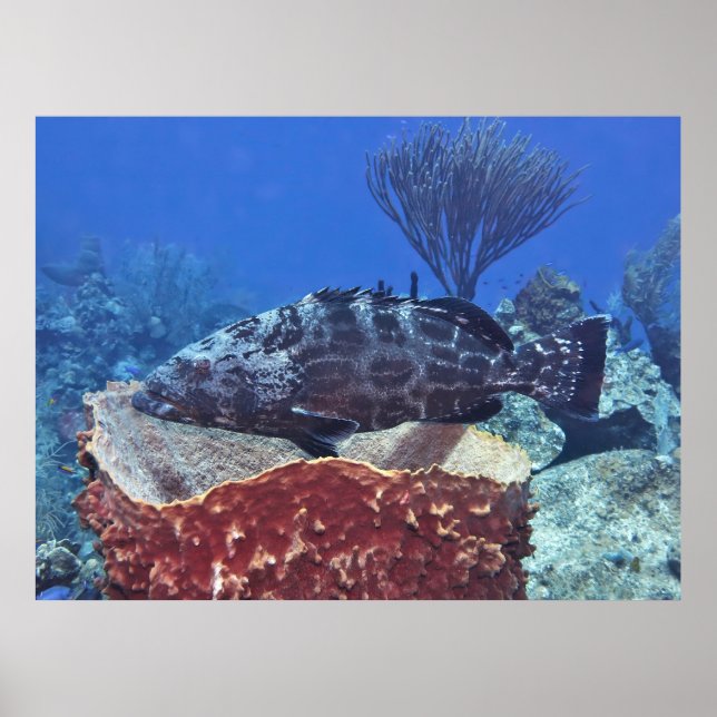 Black Grouper am Riff Poster (Vorne)