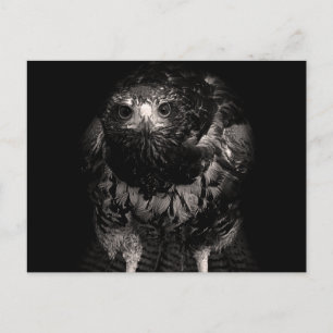 Black Hawk Postkarte