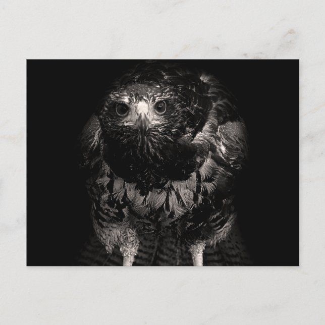 Black Hawk Postkarte (Vorderseite)