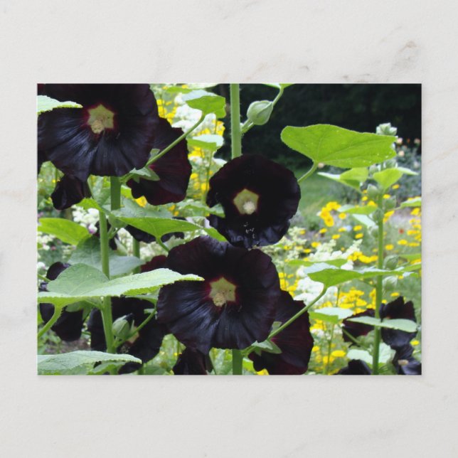 Black Hollyhocks Postkarte (Vorderseite)