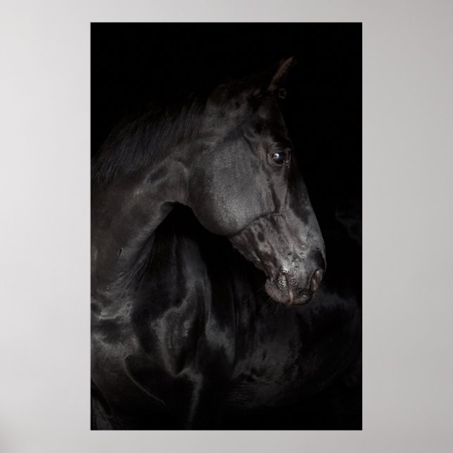Black Horse Hallion Foto Nature Wall Poster (Vorne)