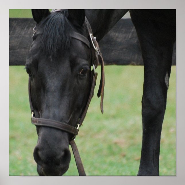 Black Horse Poster (Vorne)