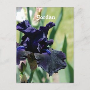 Black Iris Postkarte