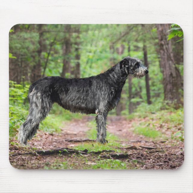 Black Irish Wolfhound Posing in einem Wald Mousepad (Vorne)