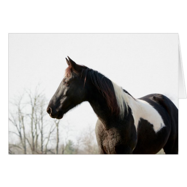 Black Jack (Devant horizontal)