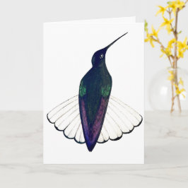 Black Jacobin Hummingbird  Karte