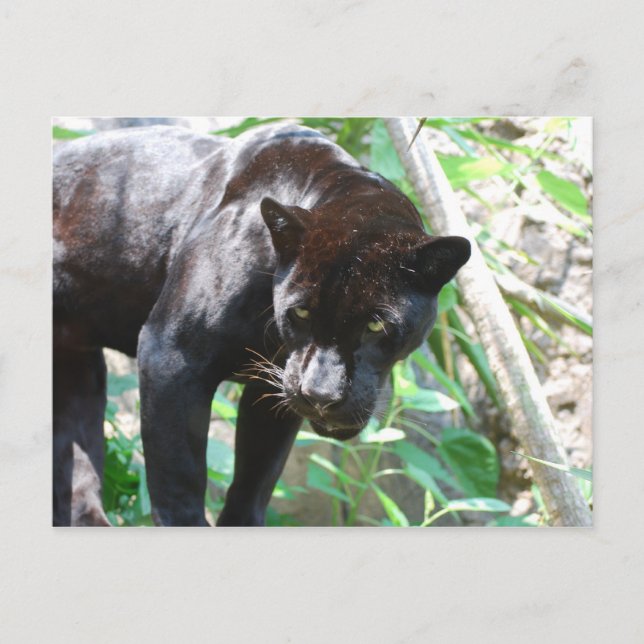 Black Jaguar Postkarte (Vorderseite)