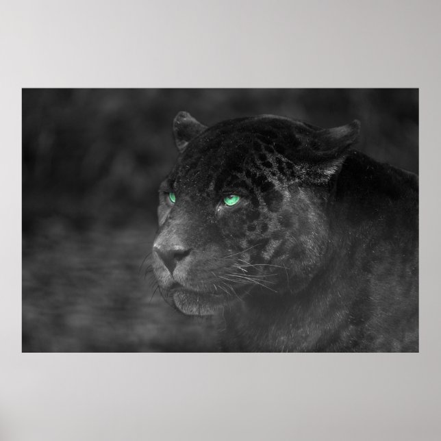 Black Jaguars Emerald Gaze Poster (Vorne)