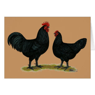 Black Java Chickens