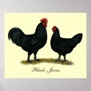 Black Java Chickens Poster