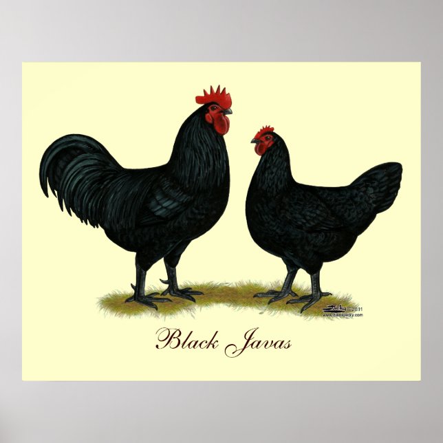 Black Java Chickens Poster (Vorne)