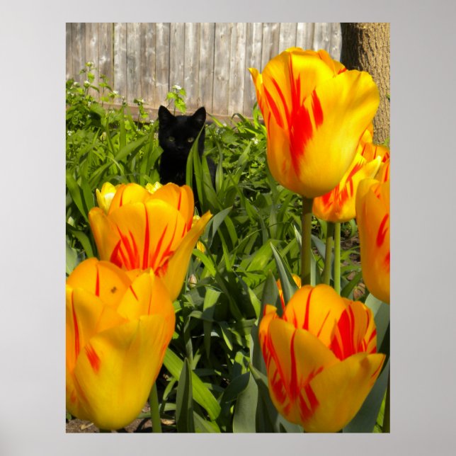 Black Kitten in Tulips Poster (Vorne)