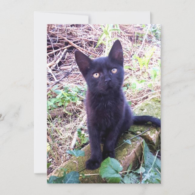 Black Kitten Karte (Vorderseite)