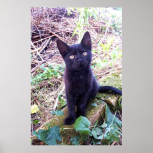 Black Kitten Poster