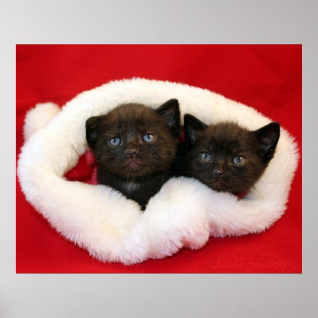 Black kittens in Santa's hat Poster (Vorne)