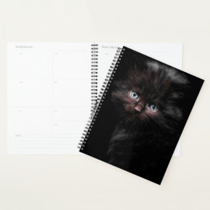 Black Kitty Planer