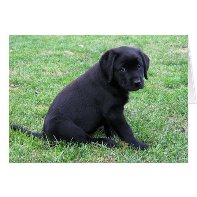 Black Lab Puppy (Vorderseite (Horizontal))