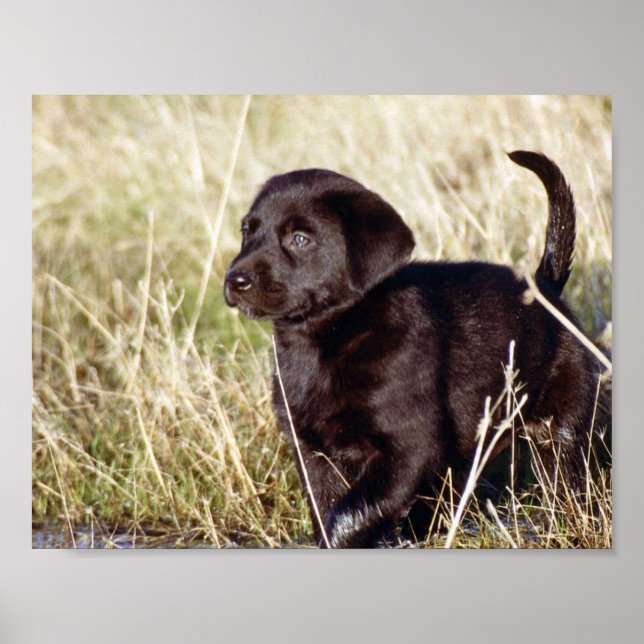 Black Lab Puppy Poster (Vorne)