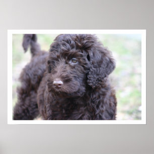 Black Labradoodle Poster