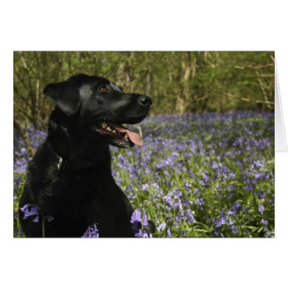 Black Labrador