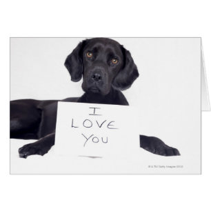 Black Labrador 13 mois