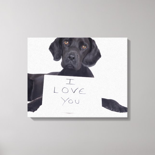 Black Labrador 13 Monate Leinwanddruck (Vorderseite)