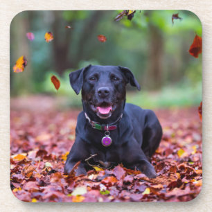 Black Labrador In Fall Leaves Getränkeuntersetzer