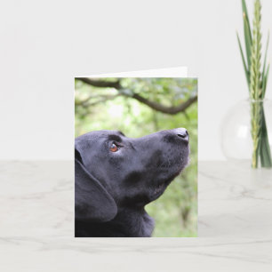 Black Labrador Karte