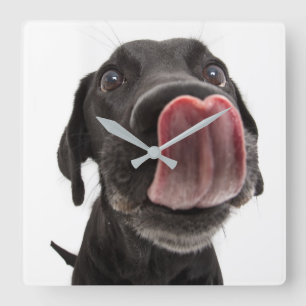 Black Labrador Licking Its Nose Quadratische Wanduhr
