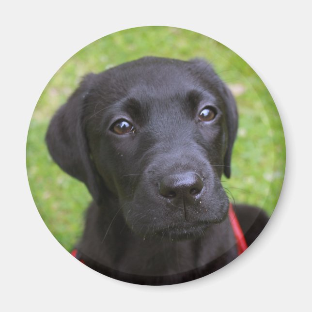 Black Labrador Magnet (Devant)