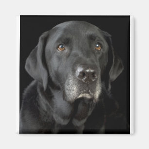 Black Labrador Magnet