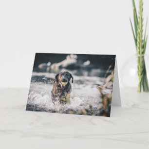 Black Labrador Plays Fetch In Water Karte