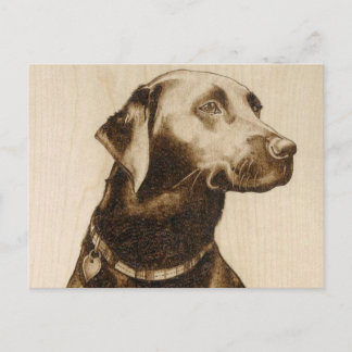 Black Labrador Postkarte