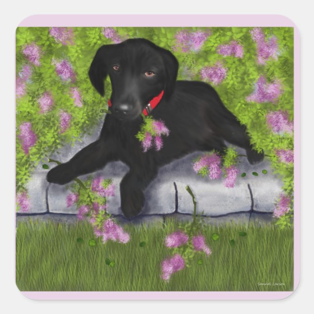 Black Labrador, Quadratischer Aufkleber (Vorderseite)